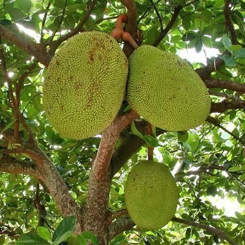 thumbnail for publication: Cultivando jaca en el jardín de su hogar en Florida